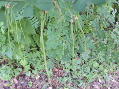 Hippocrepis emerus