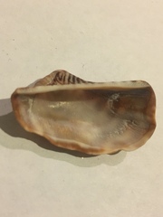 Arca pacifica