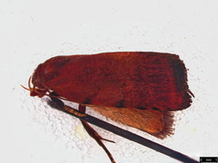 Tortricopsis semijunctella