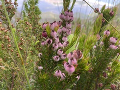 Erica holosericea