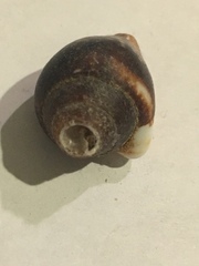 Columbella strombiformis