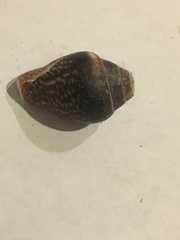 Columbella strombiformis