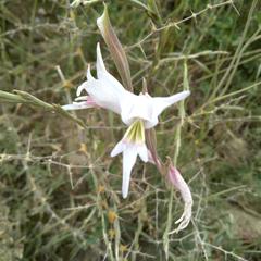 Gladiolus involutus