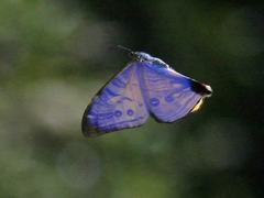 Morpho sulkowskyi