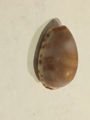 Pseudozonaria arabicula