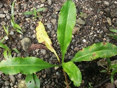 Eryngium foetidum