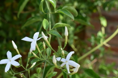 Jasminum officinale