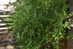 Jasminum officinale
