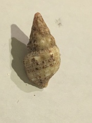 Cerithium