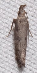 Dichomeris inversella