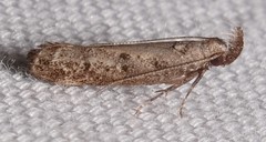 Dichomeris inversella