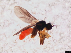 Tachydromiinae