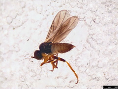 Tachydromiinae