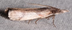 Peoria longipalpella