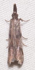 Peoria longipalpella