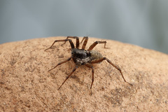 Pardosa moesta