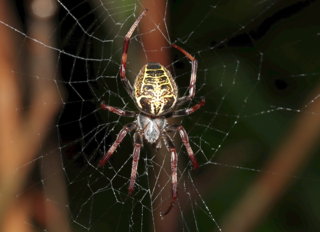 orb weavers