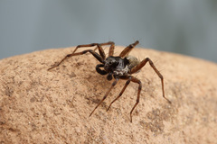 Pardosa moesta