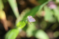 Hemiargus ceraunus astenidas