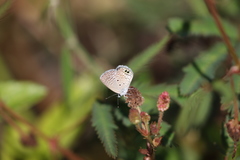 Hemiargus ceraunus astenidas