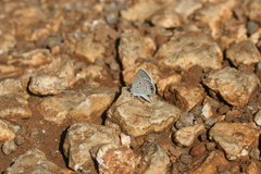 Hemiargus ceraunus astenidas
