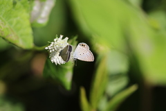 Hemiargus ceraunus astenidas