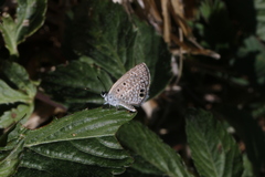 Hemiargus ceraunus astenidas