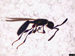 Spilomicrus