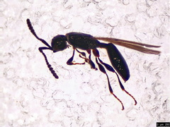 Spilomicrus