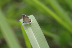 Hemiargus ceraunus astenidas