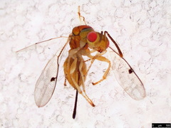 Megastigmidae