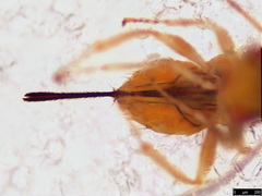 Megastigmidae