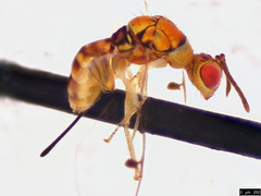 Megastigmidae