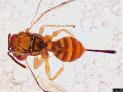 Megastigmidae