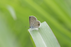 Hemiargus ceraunus astenidas