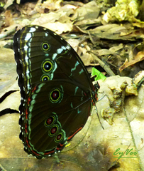 Morpho deidamia
