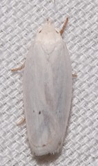 Antaeotricha albulella