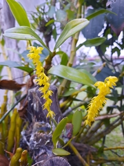 Pleurothallis quadrifida