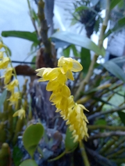 Pleurothallis quadrifida