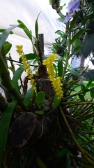 Pleurothallis quadrifida