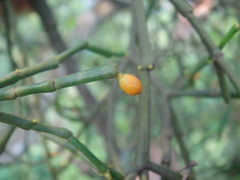 Viscum diospyrosicola