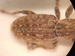 Sitona cinnamomeus