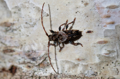 Pogonocherus hispidus
