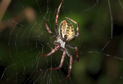 Araneus venatrix