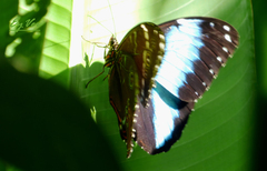 Morpho deidamia