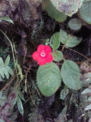 Episcia