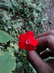 Episcia