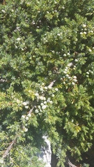 Juniperus communis hemisphaerica