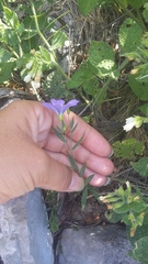 Linum nervosum