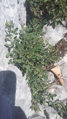 Chamaecytisus wulfii